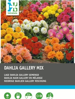 Intratuin Dahlie niedrig (Dahlia 'Gallery') Blumenzwiebel-Mischung 5 St.| Sommer-Blüher|Blumenzwiebeln