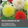 Intratuin Dahlie riesenblumig (Dahlia 'Dinnerplate') Blumenzwiebeln 5 St.| Sommer-Blüher|Blumenzwiebeln