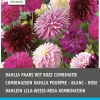 Intratuin Dahlien lila / weiß (Dahlia) Blumenzwiebel-Mischung 5 St.| Sommer-Blüher|Blumenzwiebeln