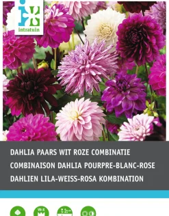 Intratuin Dahlien lila / weiß (Dahlia) Blumenzwiebel-Mischung 5 St.| Sommer-Blüher|Blumenzwiebeln