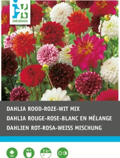 Intratuin Dahlien rot / weiß / rosa (Dahlia) Blumenzwiebeln 5 St.| Sommer-Blüher|Blumenzwiebeln