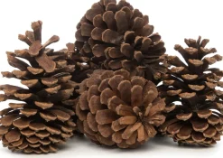 Intratuin Deko-Tannenzapfen groß natur 200 g| Weihnachts- & Adventsdeko