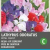 Intratuin Edelwicke (Lathyrus odoratus 'Royal family') Blumensamen-Mischung| Saatgut|Blühende Pflanzen