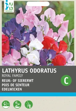 Intratuin Edelwicke (Lathyrus odoratus 'Royal family') Blumensamen-Mischung| Saatgut|Blühende Pflanzen