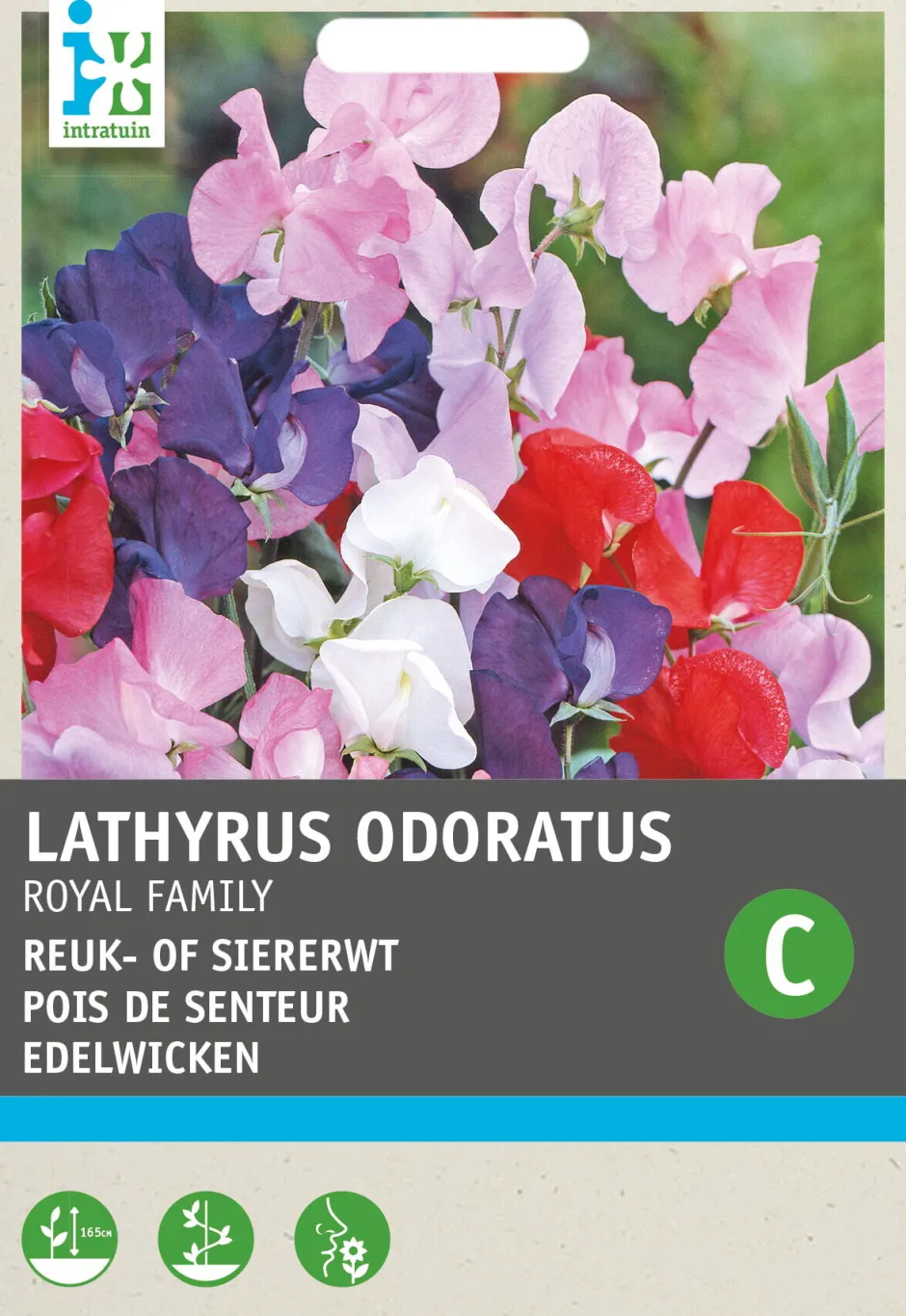Intratuin Edelwicke (Lathyrus odoratus 'Royal family') Blumensamen-Mischung| Saatgut|Blühende Pflanzen