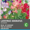 Intratuin Edelwicke (Lathyrus odoratus 'Colorama') Blumensamen-Mischung| Saatgut|Blühende Pflanzen