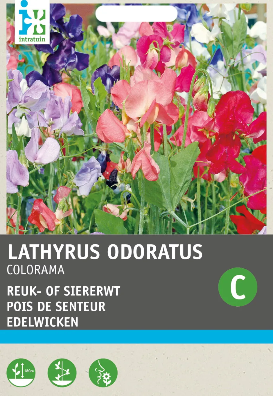 Intratuin Edelwicke (Lathyrus odoratus 'Colorama') Blumensamen-Mischung| Saatgut|Blühende Pflanzen