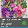 Intratuin Edelwicke (Lathyrus odoratus 'Bijou') Blumensamen-Mischung| Saatgut|Blühende Pflanzen