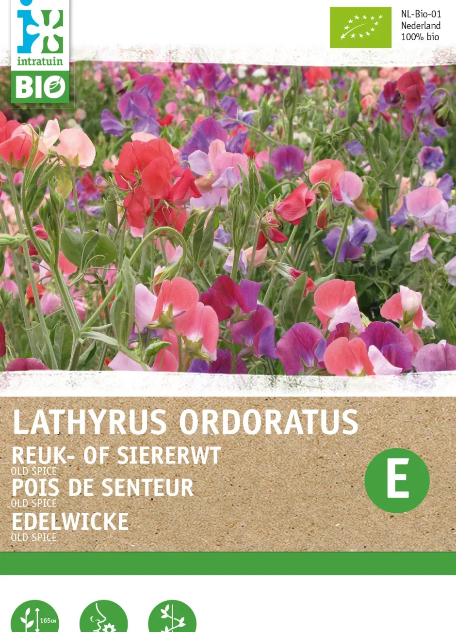 Intratuin Edelwicke (Lathyrus odoratus 'Old Spice') (BIO) Blumensamen| Saatgut|Blühende Pflanzen