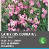 Intratuin Edelwicke rosa (Lathyrus odoratus 'Royal Family') Blumensamen| Blühende Pflanzen|Saatgut