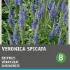 Intratuin Ehrenpreis blau (Veronica spicata) Blumensamen| Saatgut|Winterharte Pflanzen