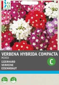 Intratuin Eisenkraut (Verbena hybrida compacta) Blumensamen-Mischung| Saatgut|Blühende Pflanzen