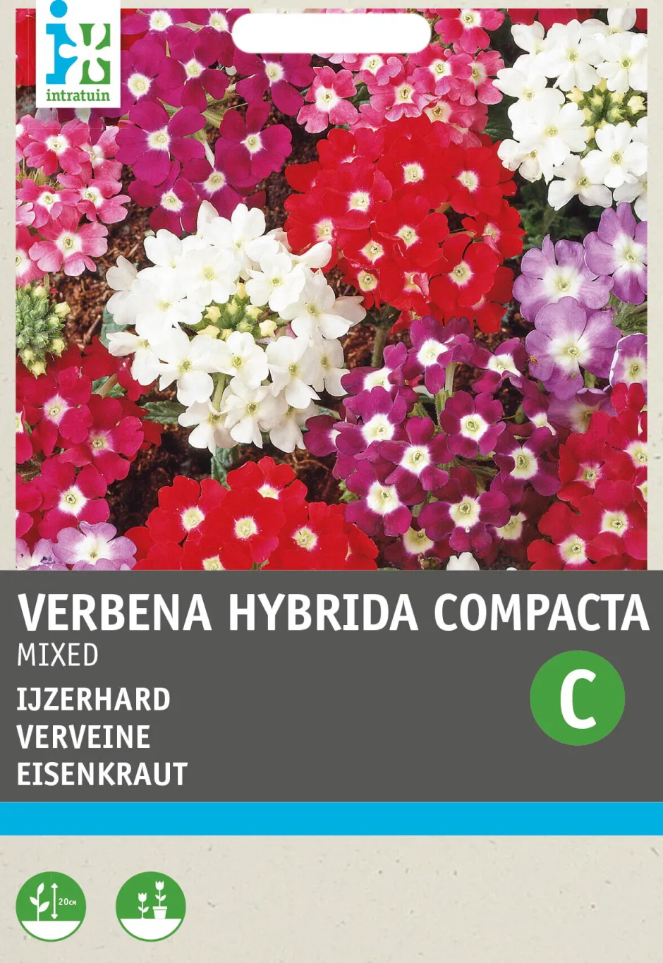 Intratuin Eisenkraut (Verbena hybrida compacta) Blumensamen-Mischung| Saatgut|Blühende Pflanzen