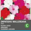 Intratuin Fleißiges Lieschen (Impatiens walleriana 'Nana Baby') Blumensamen-Mischung| Saatgut|Blühende Pflanzen