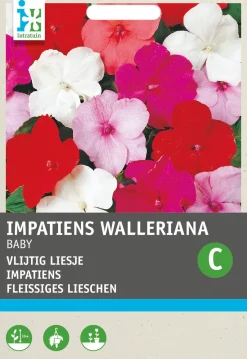 Intratuin Fleißiges Lieschen (Impatiens walleriana 'Nana Baby') Blumensamen-Mischung| Saatgut|Blühende Pflanzen