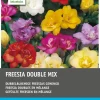 Intratuin Freesien gefüllt (Freesia) Blumenzwiebel-Mischung 50 St.| Sommer-Blüher|Blumenzwiebeln