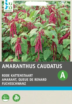 Intratuin Fuchsschwanz (Amaranthus caudatus) Blumensamen| Saatgut|Blühende Pflanzen