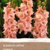 Intratuin Gladiolen (Gladiolus captiva) (BIO) Blumenzwiebeln 6 St.| Sommer-Blüher|Blumenzwiebeln