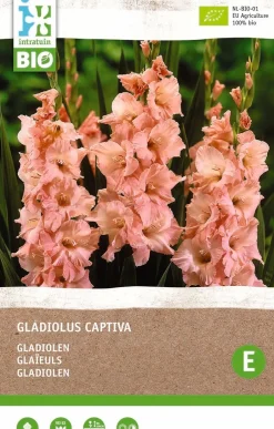 Intratuin Gladiolen (Gladiolus captiva) (BIO) Blumenzwiebeln 6 St.| Sommer-Blüher|Blumenzwiebeln