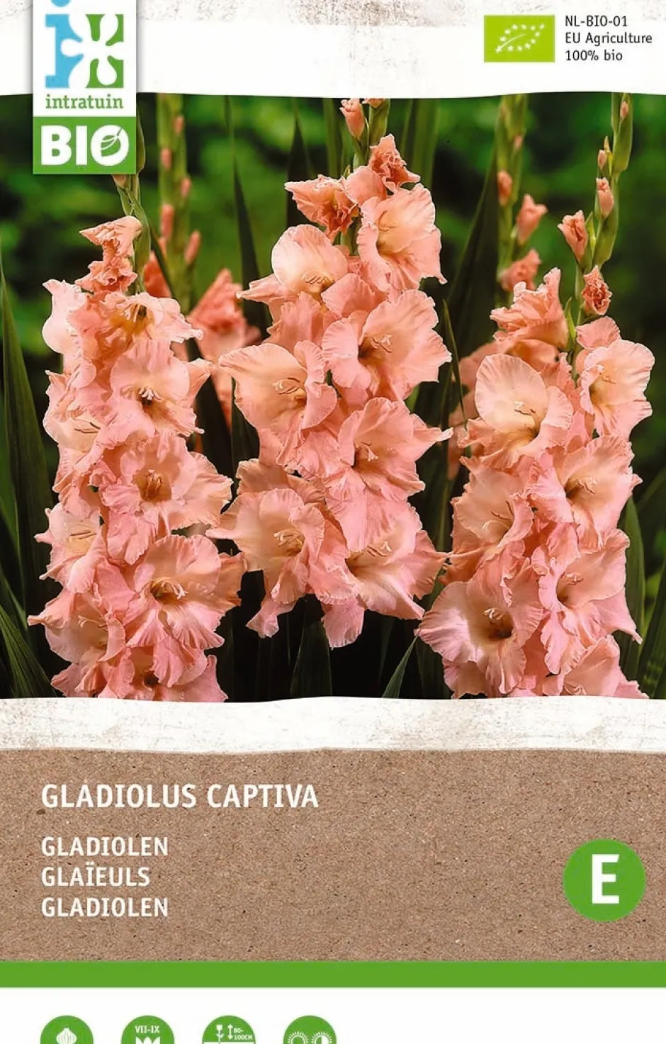 Intratuin Gladiolen (Gladiolus captiva) (BIO) Blumenzwiebeln 6 St.| Sommer-Blüher|Blumenzwiebeln