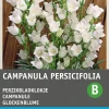 Intratuin Glockenblume weiß (Campanula persicifolia) Blumensamen| Saatgut|Blühende Pflanzen