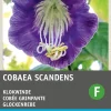 Intratuin Glockenrebe blau-violett (Cobaea scandens) Blumensamen| Saatgut|Blühende Pflanzen
