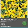 Intratuin Gold-Zweizahn (Bidens humilis 'Golden Eye') Blumensamen| Saatgut|Blühende Pflanzen