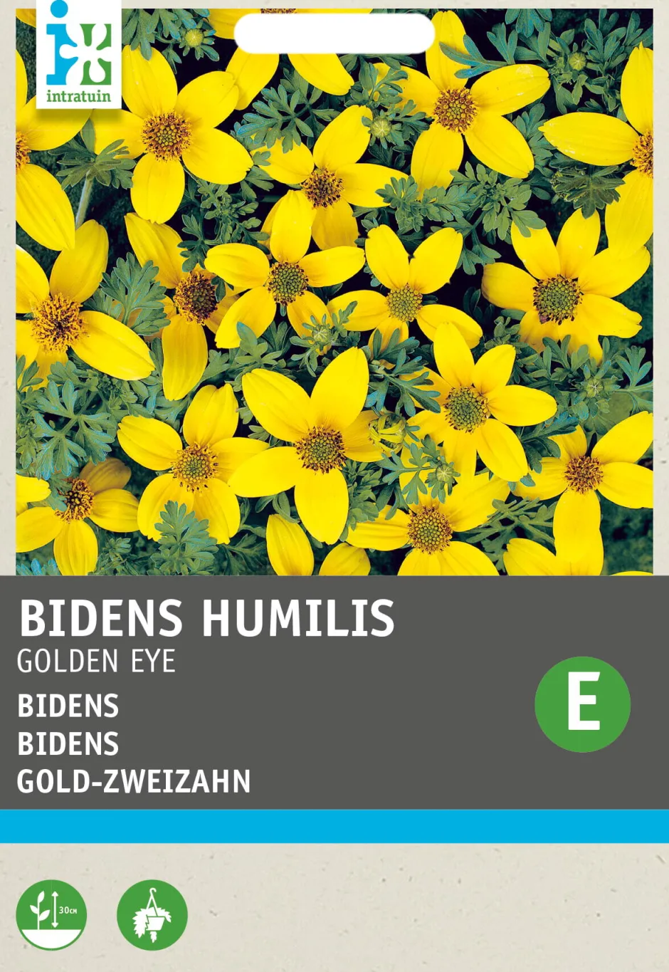 Intratuin Gold-Zweizahn (Bidens humilis 'Golden Eye') Blumensamen| Saatgut|Blühende Pflanzen