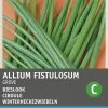 Intratuin Grober Schnittlauch / Winterheckezwiebeln (Allium fistulosum) Samen| Kräutersamen|Saatgut