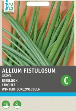 Intratuin Grober Schnittlauch / Winterheckezwiebeln (Allium fistulosum) Samen| Kräutersamen|Saatgut