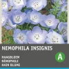 Intratuin Hainblume himmelblau (Nemophila insignis) Blumensamen| Saatgut|Blühende Pflanzen