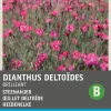 Intratuin Heidenelke (Dianthus deltoides 'Brilliant') Blumensamen| Saatgut|Blühende Pflanzen
