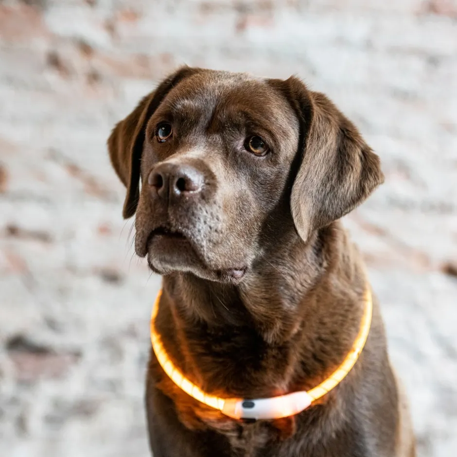 Intratuin Hundehalsband LED gelb 15-65 cm| Hundegeschirr & -Leinen