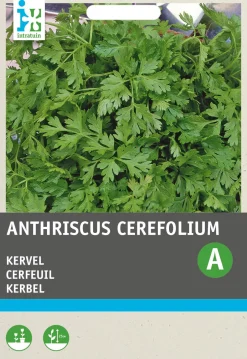 Intratuin Kerbel (Anthriscus cerefolium) Samen| Kräutersamen|Saatgut