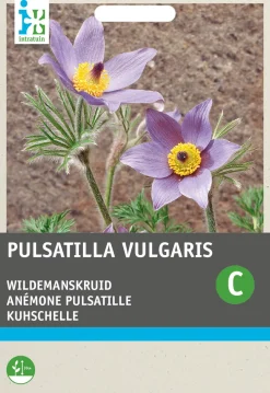 Intratuin Kuhschelle blau-violett (Pulsatilla vulgaris) Blumensamen| Saatgut|Blühende Pflanzen
