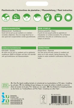 Intratuin Kuhschelle blau-violett (Pulsatilla vulgaris) Blumensamen| Saatgut|Blühende Pflanzen