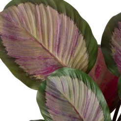 Intratuin Kunstpflanze Calathea 44 x 38 x 45 cm| Kunstpflanzen
