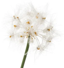 Intratuin Kunstpflanze Pampasgras D 57 cm H 120 cm| Kunstpflanzen