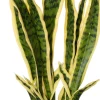 Intratuin Kunstpflanze Sansevieria gelb-bunt D 13 H 48 cm| Kunstpflanzen