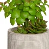 Intratuin Kunstpflanze Sukkulente grau D 9,5 cm H 23 cm| Kunstpflanzen
