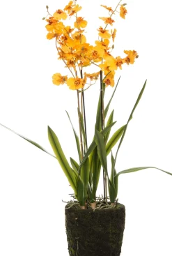 Intratuin Kunstpflanze Tigerorchidee gelb D 17 cm H 75 cm| Kunstpflanzen