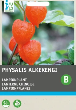 Intratuin Lampionpflanze (Physalis alkekengi) Blumensamen| Winterharte Pflanzen|Blühende Pflanzen