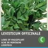 Intratuin Liebstöckel / Maggikraut (Levisticum officinalis) Samen| Kräutersamen|Saatgut