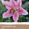 Intratuin Lilie rosa (Lilium oriental) (BIO) Blumenzwiebel 1 St.| Sommer-Blüher|Blumenzwiebeln