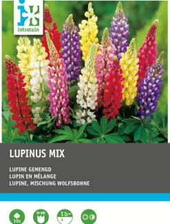 Intratuin Lupine (Lupinus) Blumenzwiebel-Mischung 10 St.| Sommer-Blüher|Blumenzwiebeln
