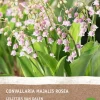 Intratuin Maiglöckchen (Convallaria majalis 'Rosea') (BIO) Blumenzwiebeln 2 St.| Sommer-Blüher|Blumenzwiebeln