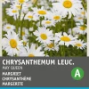 Intratuin Margerite (Chrystanthemum 'May Queen') Blumensamen| Saatgut|Blühende Pflanzen