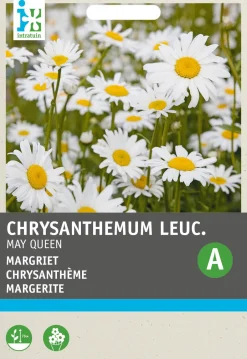 Intratuin Margerite (Chrystanthemum 'May Queen') Blumensamen| Saatgut|Blühende Pflanzen