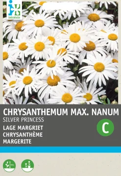Intratuin Margerite (Chrysanthemum maximum nanum 'Silver Princess') Blumensamen| Winterharte Pflanzen|Blühende Pflanzen