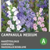 Intratuin Marienglockenblume (Campanula medium) Blumensamen| Saatgut|Blühende Pflanzen